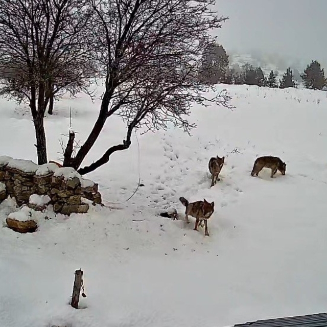 Bozyazı'da kurtlar köye indi: O anlar kamerada