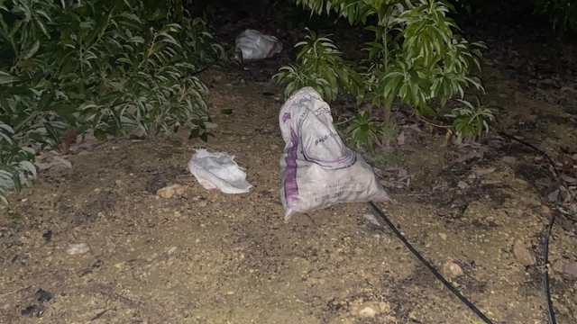 Alanya'da çaldıkları avokadoyu bırakıp kaçan şüphelilere adli kontrol kararı