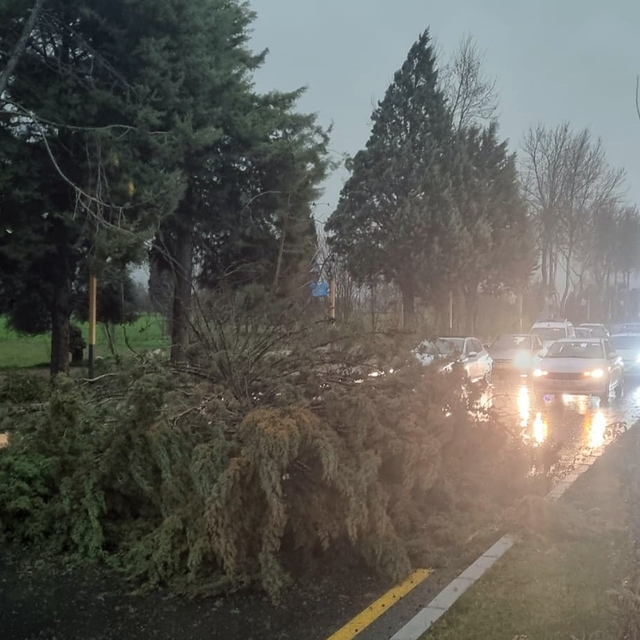 Menteşe'de şiddetli fırtınada ağaç devrildi, trafik durdu
