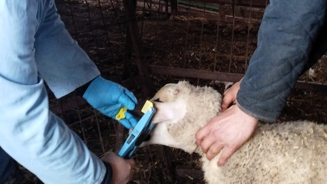 Kırklareli'nde küpe takılan damızlık kuzular aşılanıyor