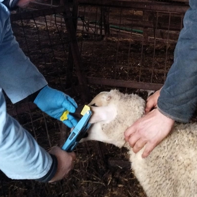 Kırklareli'nde küpe takılan damızlık kuzular aşılanıyor