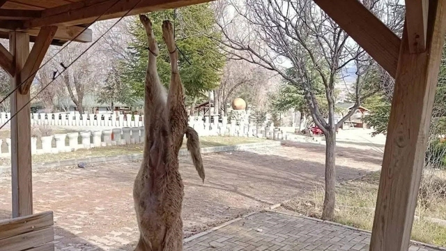 Afyonkarahisar'da öldürülen köpekle ilgili çok yönlü soruşturma