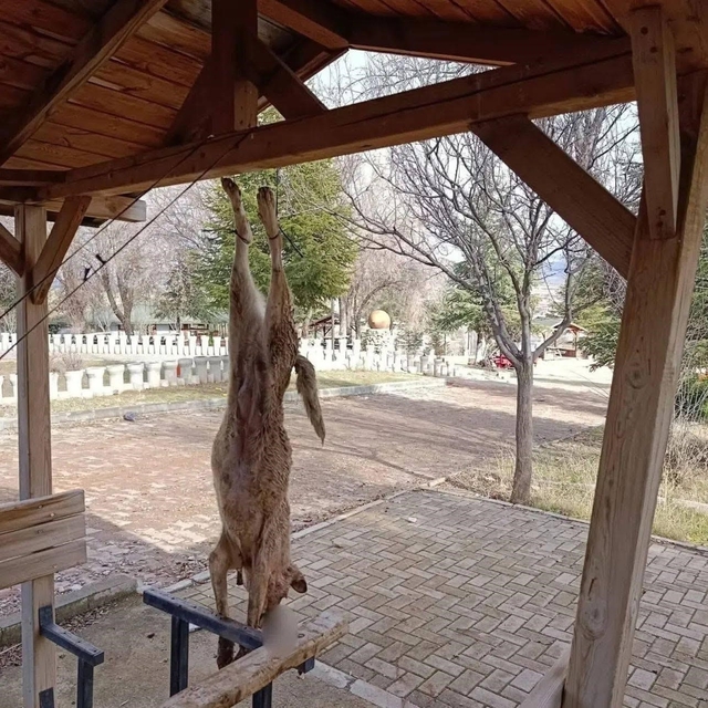 Afyonkarahisar'da öldürülen köpekle ilgili çok yönlü soruşturma