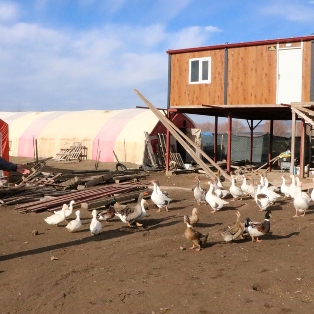 3 asırdır köylerinde kaz yetiştiriyorlar