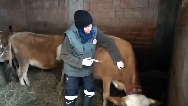 Kar altında şap seferberliği
Trabzon'da karla kaplı dağ yollarını aşarak hayvanları Şap hastalığına karşı koruma altına alıyorlar