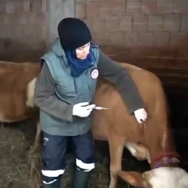 Kar altında şap seferberliği
Trabzon'da karla kaplı dağ yollarını aşarak ha...