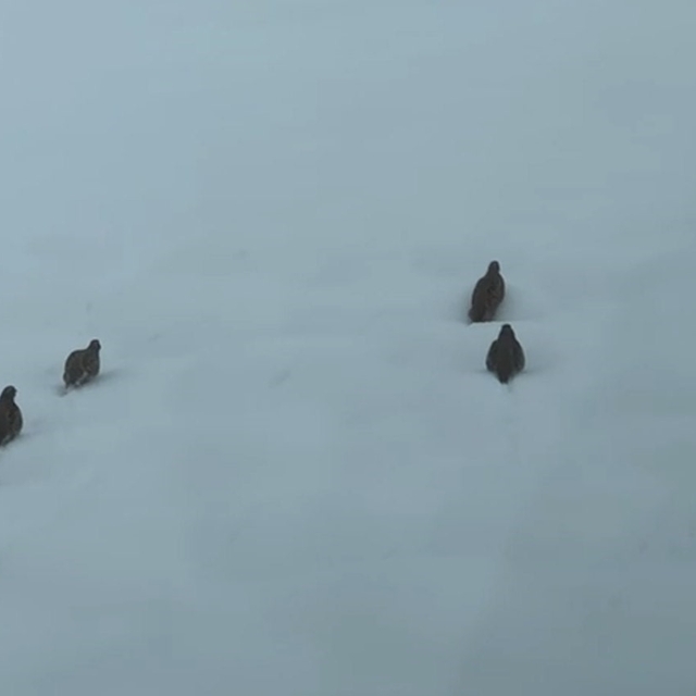 Erzincan'da keklik ve tavşan avı yasaklandı