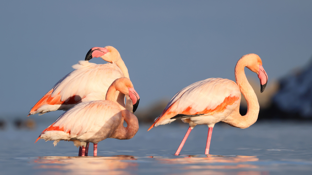 Kastamonu'da Ezine Çayı'na gelen flamingonlar renkli görüntüler oluşturdu