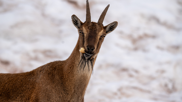 Adıyaman'da yaban keçileri karlı bölgede yiyecek ararken görüntülendi