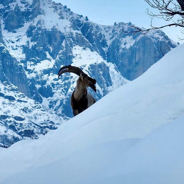 Karla kaplı Mundur Vadisi'nde yiyecek arayan yaban keçileri dron kamerasınd...
