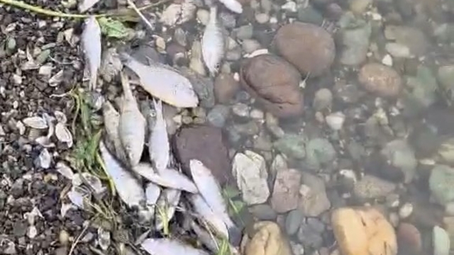 Tekirdağ Malkara'da barajda balık ölümleri tedirgin etti