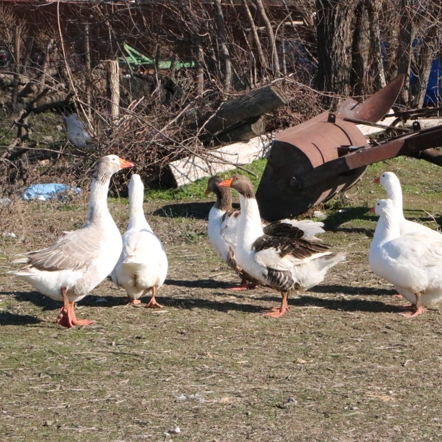Afyonkarahisar'da kaz yetiştiriciliği köyün geçimi oldu