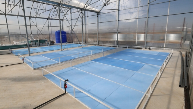 Afyonkarahisar'da jeotermal su desteğiyle tatlı su karidesi ve balık yetiştiriciliğinde üretim başlıyor