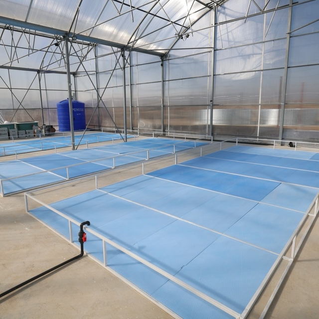 Afyonkarahisar'da jeotermal su desteğiyle tatlı su karidesi ve balık yetişt...