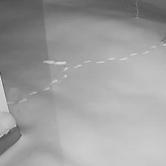 Elazığ'da aç kalan yaban hayvanları köye indi