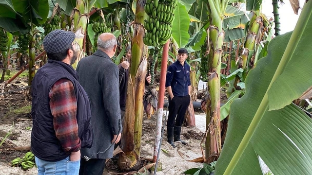 Mersin Anamur'da dolu tarım alanlarına zarar verdi