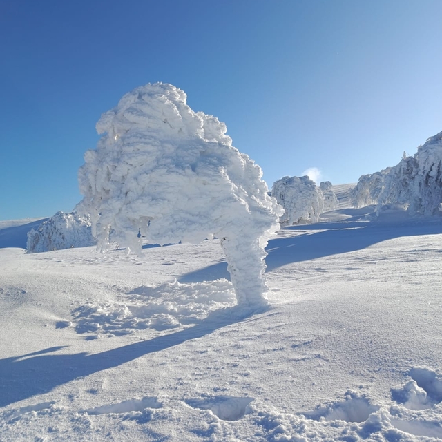 Karla kaplı yaylada ağaçlar buz tuttu