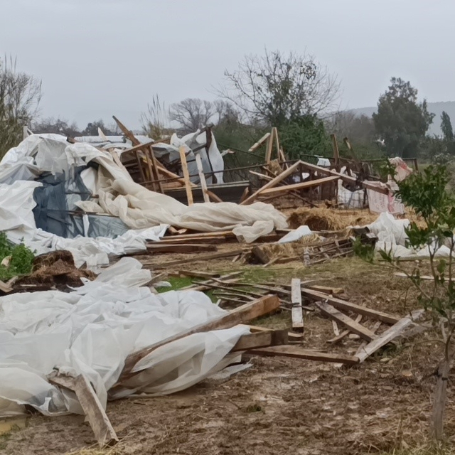 Manavgat'ta hortum 300 dönümlük alanda seraları yerle bir etti
Binlerce zey...