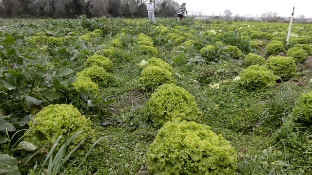 Bafra Ovası'nda 570 dekar alanda marul üretimi
Düşük marul fiyatları üreticiyi zorluyor