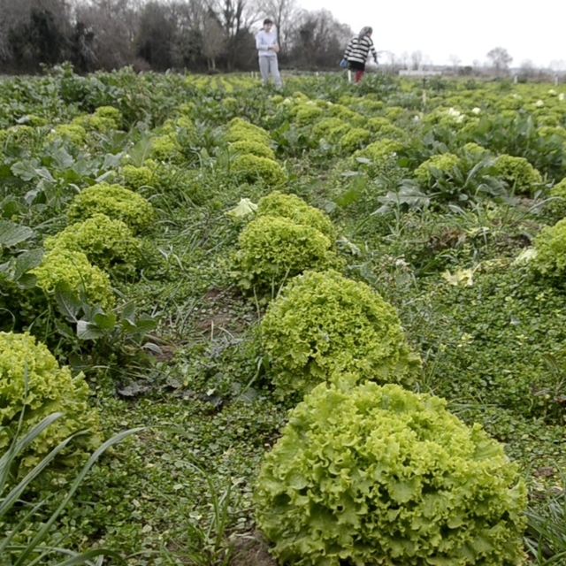 Bafra Ovası'nda 570 dekar alanda marul üretimi
Düşük marul fiyatları üretic...
