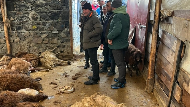 Kars'ta kurt dehşeti: Aç kurtlar 130 koyunu telef etti