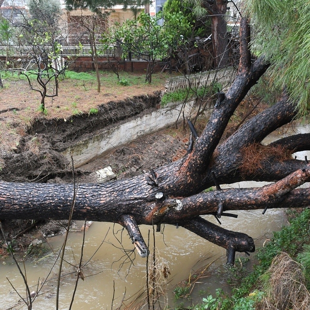 Kuşadası'nda dereye devrilen çam ağacı dere yatağını tıkadı, belediye ekipl...