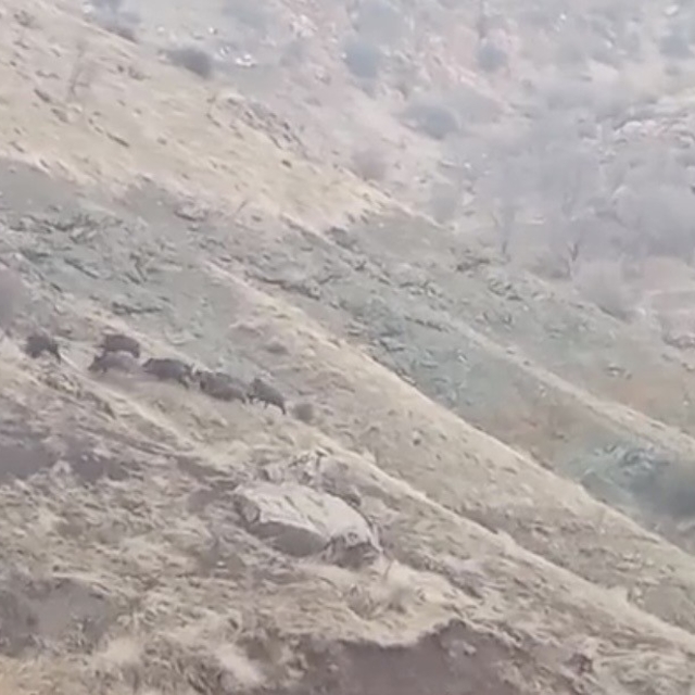 Diyarbakır'da domuz sürüsü görüntülendi