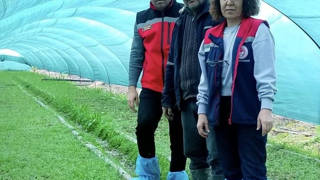 Aydın'da salep orkidesi üretimi büyüyor