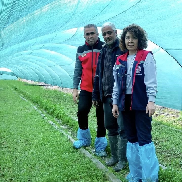 Aydın'da salep orkidesi üretimi büyüyor