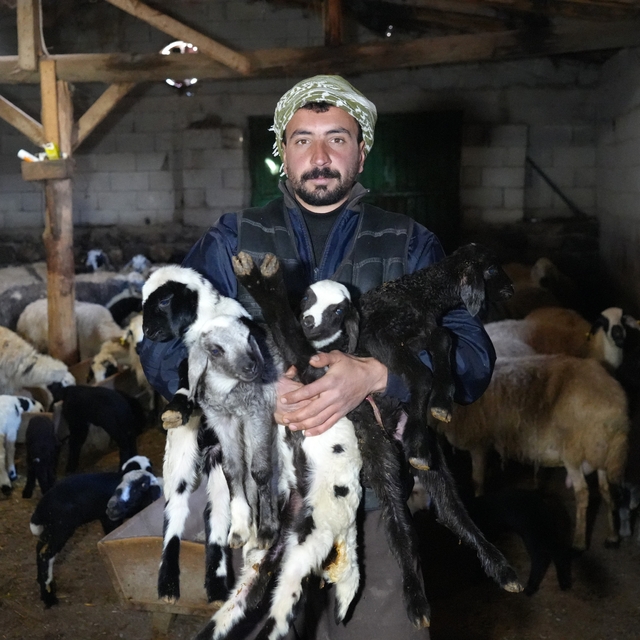 Yeni doğan kuzularla birlikte Erzincanlı besicilerde tatlı bir telaş yaşanı...
