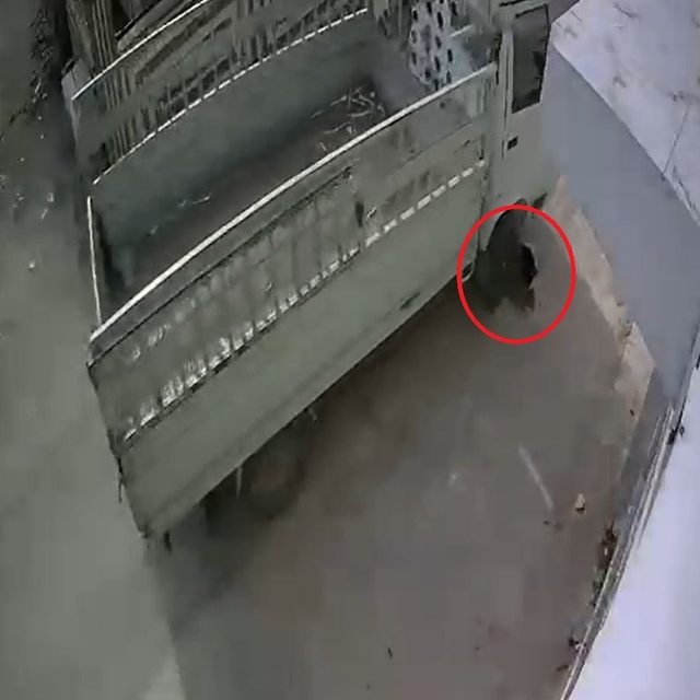 Kamyonetiyle kediyi ezen sürücüye 1 ay hayvan barınağında çalışma cezası