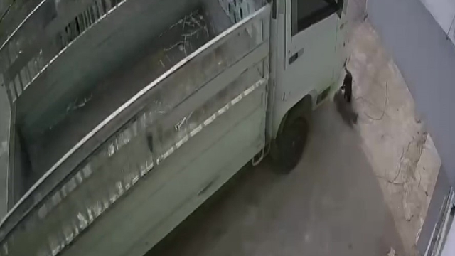 Kedi ezen sürücüye hayvan barınağında çalışma cezası