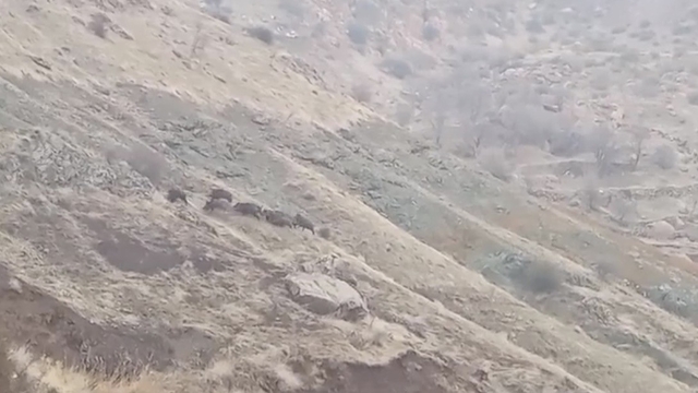 Diyarbakır'da domuz sürüsü görüntülendi