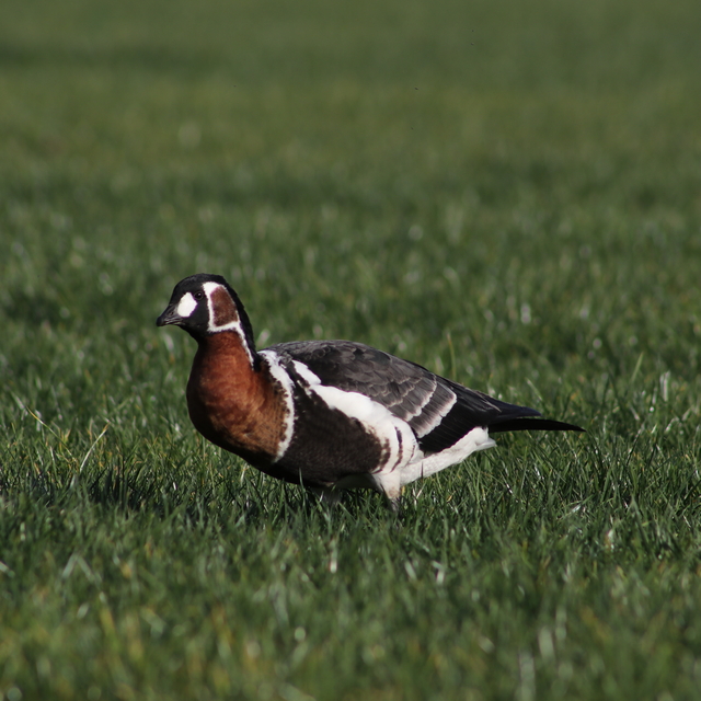 Rize'de Sibirya kazı görüntülendi