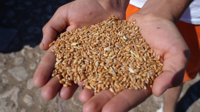 Bayburt'ta 2 bin 570 işletmeye 67 bin 294 çuval yem desteği verilecek