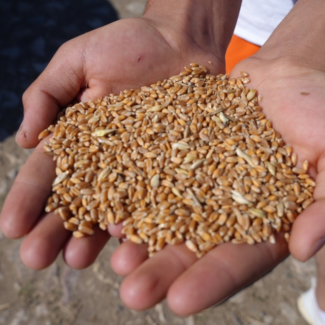 Bayburt'ta 2 bin 570 işletmeye 67 bin 294 çuval yem desteği verilecek