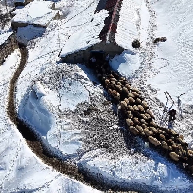 Hakkari'de 1 buçuk metreyi aşan karda çiftçilerin zorlu mesaisi sürüyor