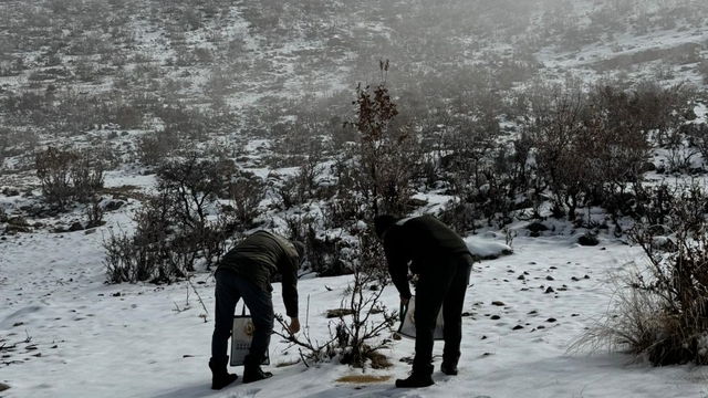 Batman'da yaban hayvanları için doğaya yem bırakıldı