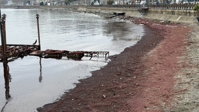 Tekirdağ'da lodos nedeniyle sahilin bir kısmı kırmızı yosunla kaplandı