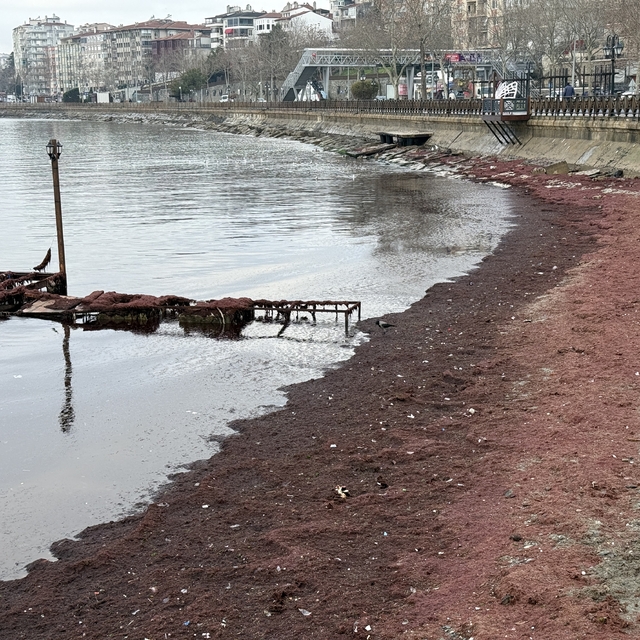 Tekirdağ'da lodos nedeniyle sahilin bir kısmı kırmızı yosunla kaplandı