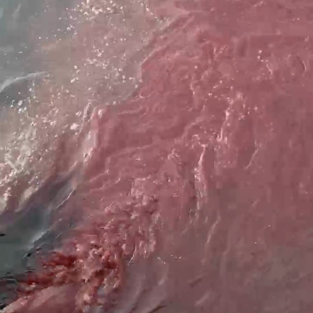 Bandırma'da deniz yüzeyi kırmızıya döndü