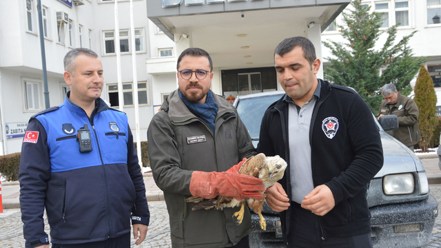 Havza'da yaralı bulunan şahin koruma altına alındı