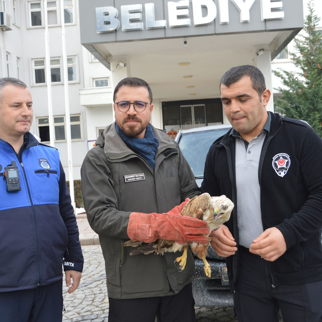 Havza'da yaralı bulunan şahin koruma altına alındı