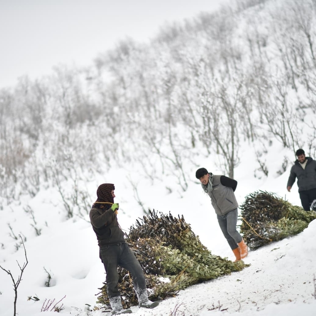 Muş'ta besicilerin kızaklı zorlu kış mesaisi