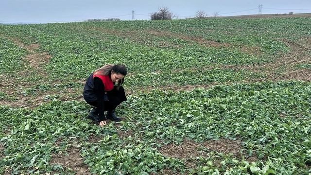 Pehlivanköy'de anıza ekim yapılan kanola tarlasında bitkinin fizyolojik gelişimi incelendi