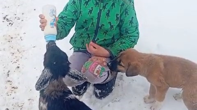 Fırtınada kaybolan kuzu 3 gün sonra sağ bulundu
