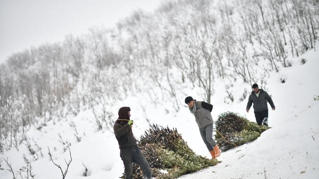 Muş'ta besicilerin kızaklı zorlu kış mesaisi
