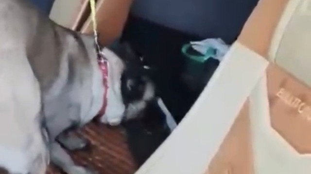 Samsun'da tırda metamfetamin ele geçirildi