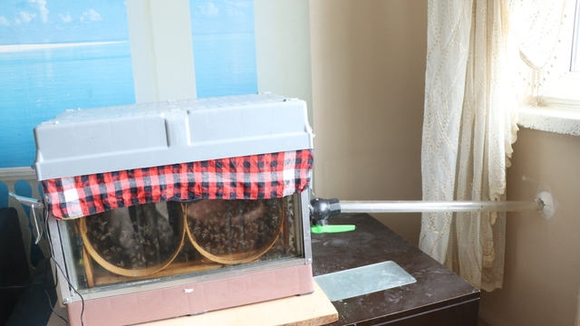 15'inci kattaki evinin oturma odasına arı kovanı sistemi kurdu