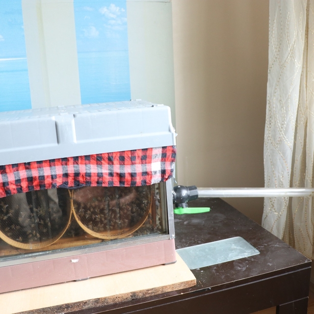 15'inci kattaki evinin oturma odasına arı kovanı sistemi kurdu